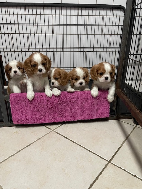 Cavalier King Charles Spaniel - des lutins malins