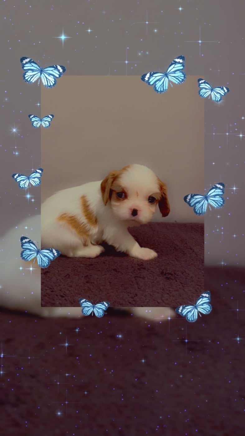 Cavalier King Charles Spaniel - des lutins malins