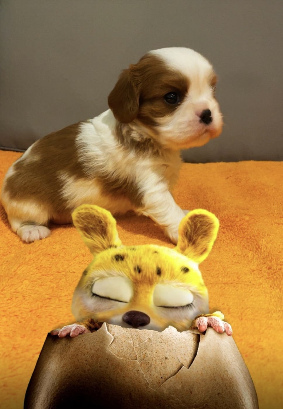 BEETHOVEN male blenheim - Cavalier King Charles Spaniel