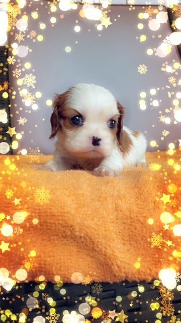 BRENDA FEMELLE BLENHEIM