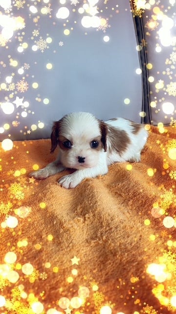 BRENDA FEMELLE BLENHEIM