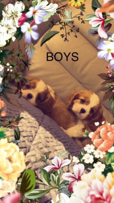 Les chiots de Cavalier King Charles Spaniel