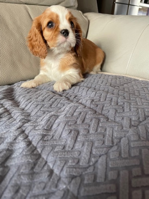 Les chiots de Cavalier King Charles Spaniel