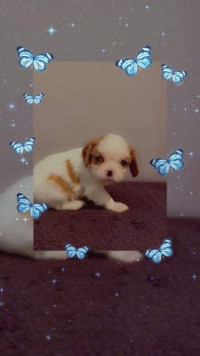 Les chiots de Cavalier King Charles Spaniel
