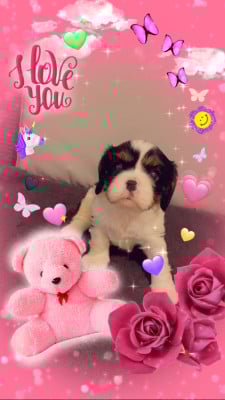 Les chiots de Cavalier King Charles Spaniel