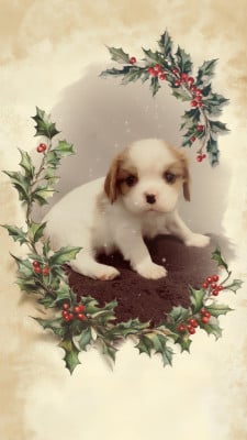 Les chiots de Cavalier King Charles Spaniel