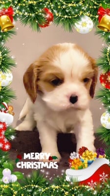 Les chiots de Cavalier King Charles Spaniel