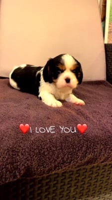 Les chiots de Cavalier King Charles Spaniel