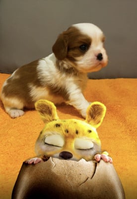 Les chiots de Cavalier King Charles Spaniel