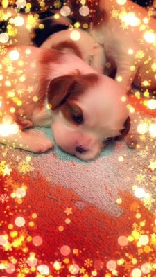 Les chiots de Cavalier King Charles Spaniel