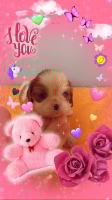 Les chiots de Cavalier King Charles Spaniel
