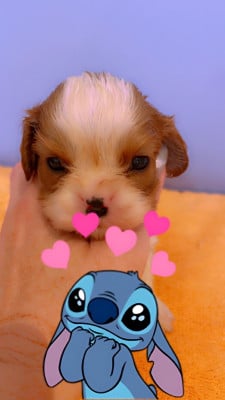 Les chiots de Cavalier King Charles Spaniel