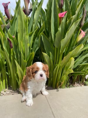 Les chiots de Cavalier King Charles Spaniel