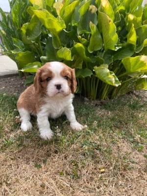 Les chiots de Cavalier King Charles Spaniel