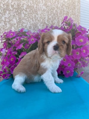 Les chiots de Cavalier King Charles Spaniel