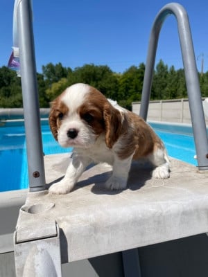 Les chiots de Cavalier King Charles Spaniel