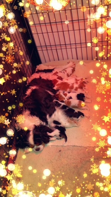 Cavalier King Charles Spaniel - des lutins malins