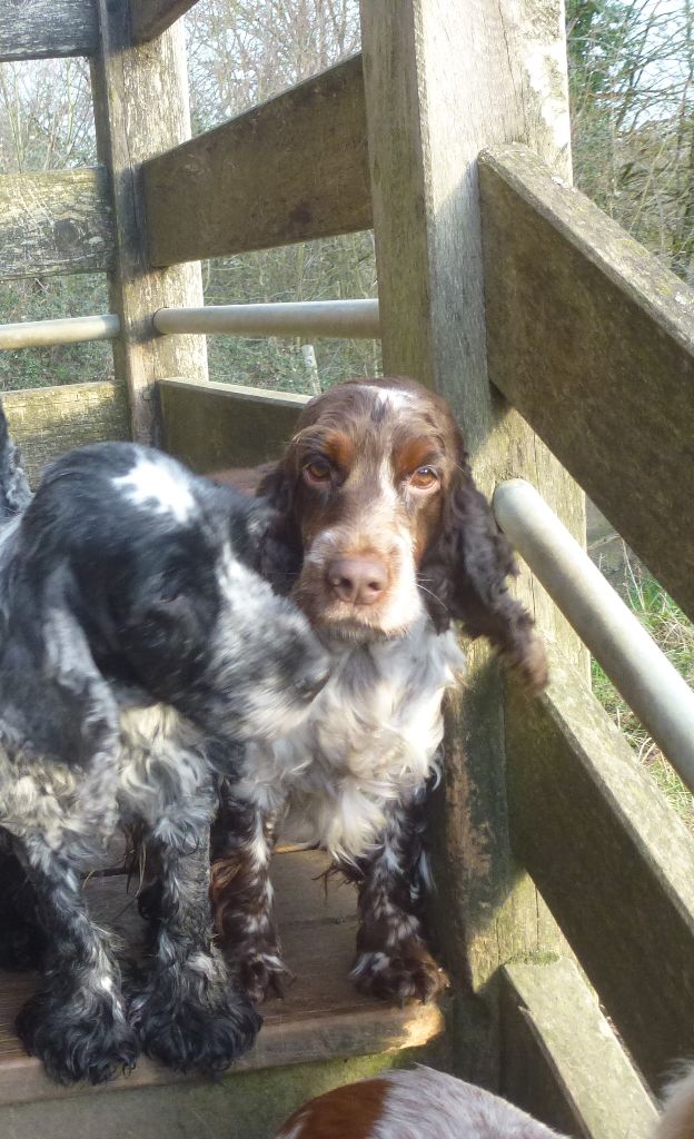 Merlette Du taillis du houx