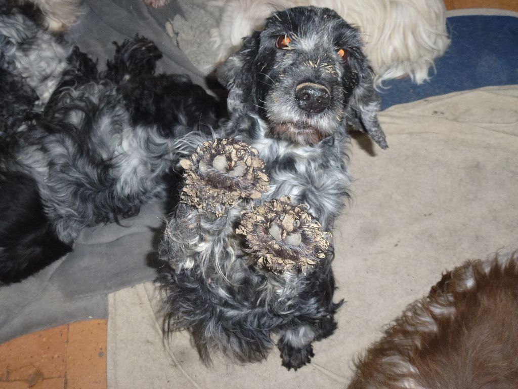 Iana dite souk Ar Ti Marellek