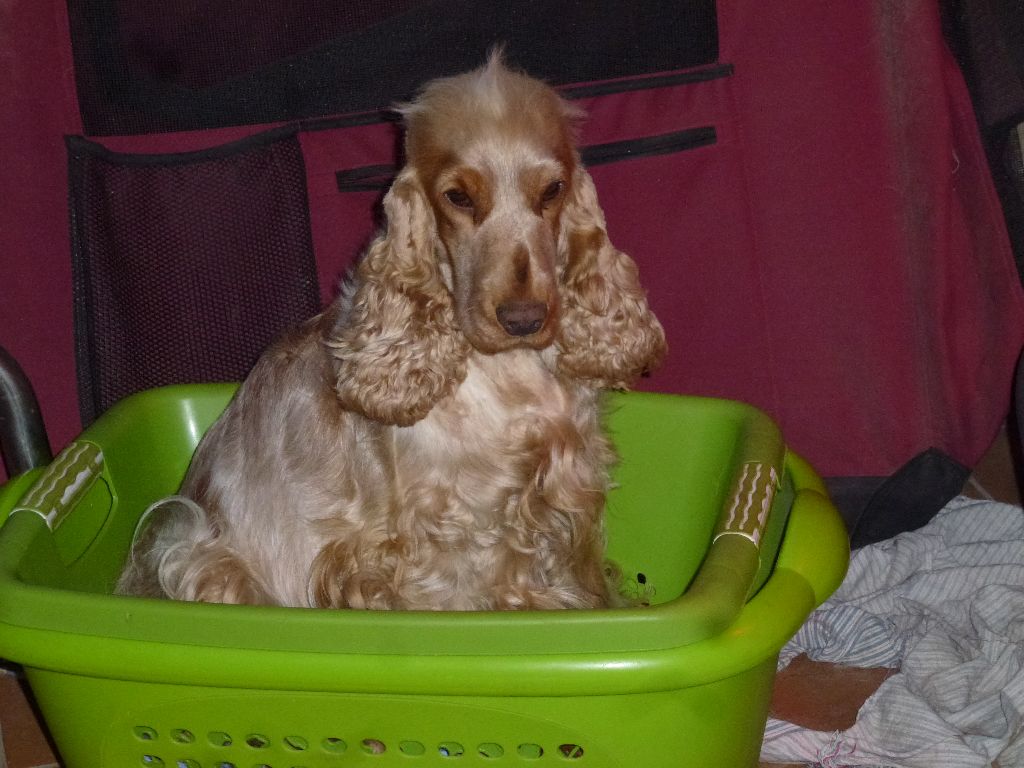 Iva oa dite hoé Du taillis du houx