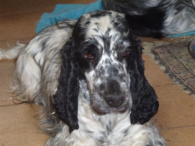 Focea dite lurette Du taillis du houx