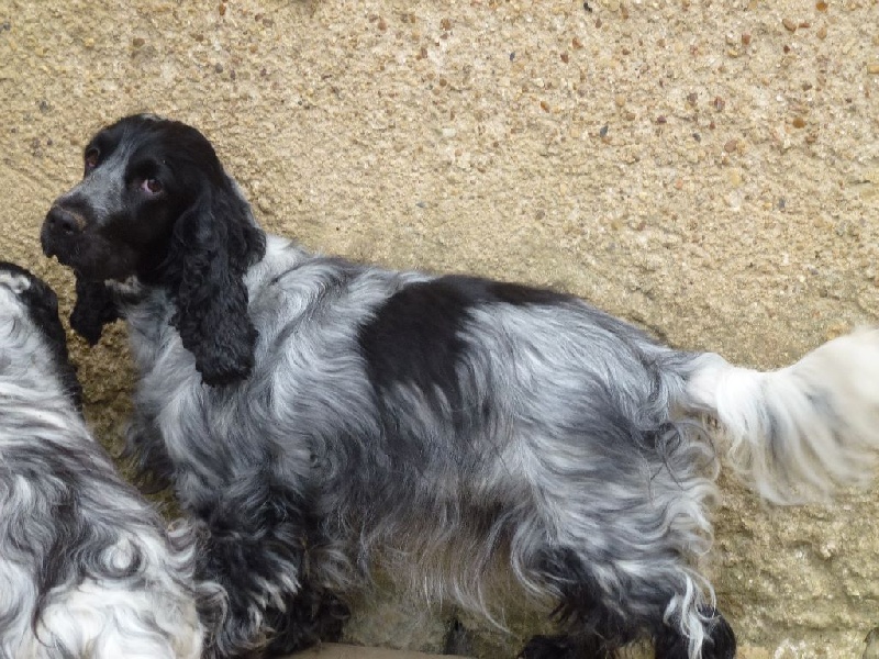 Gentiane bleue Du taillis du houx