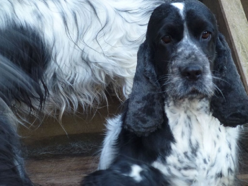 Hysope Du taillis du houx