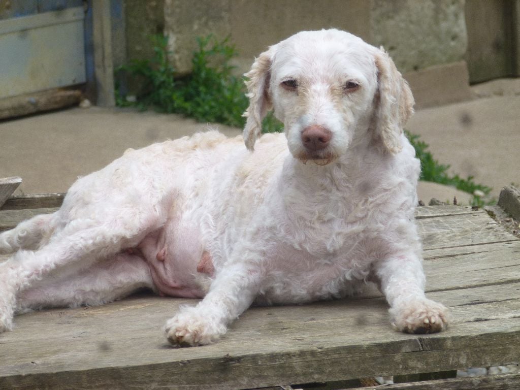 Publication : Du taillis du houx