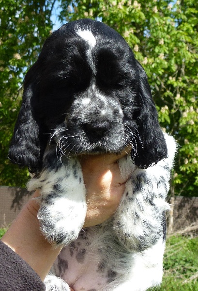 Hysope Du taillis du houx