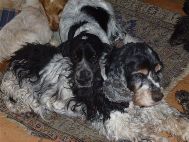 Hysope Du taillis du houx