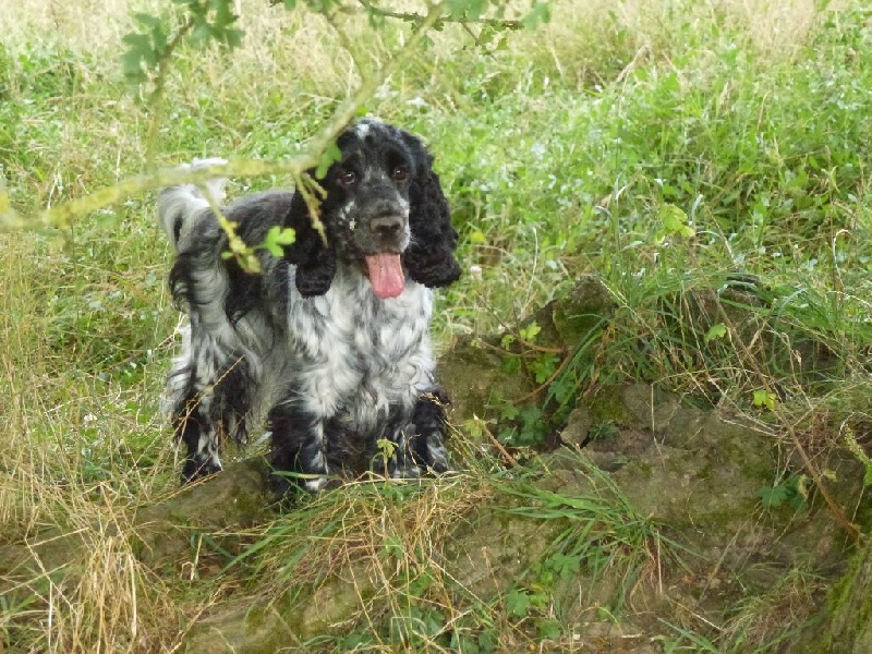 Giboulée Du taillis du houx
