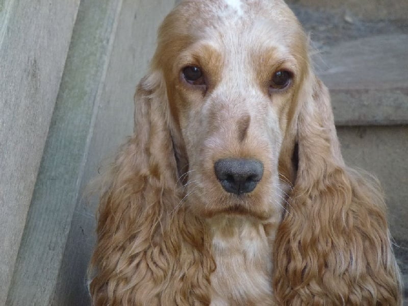 Iva oa dite hoé Du taillis du houx