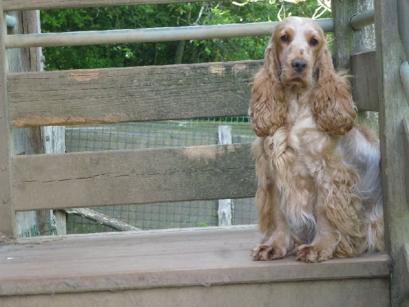 Iva oa dite hoé Du taillis du houx