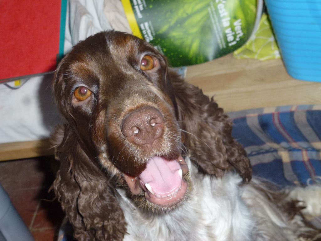 Merlette Du taillis du houx