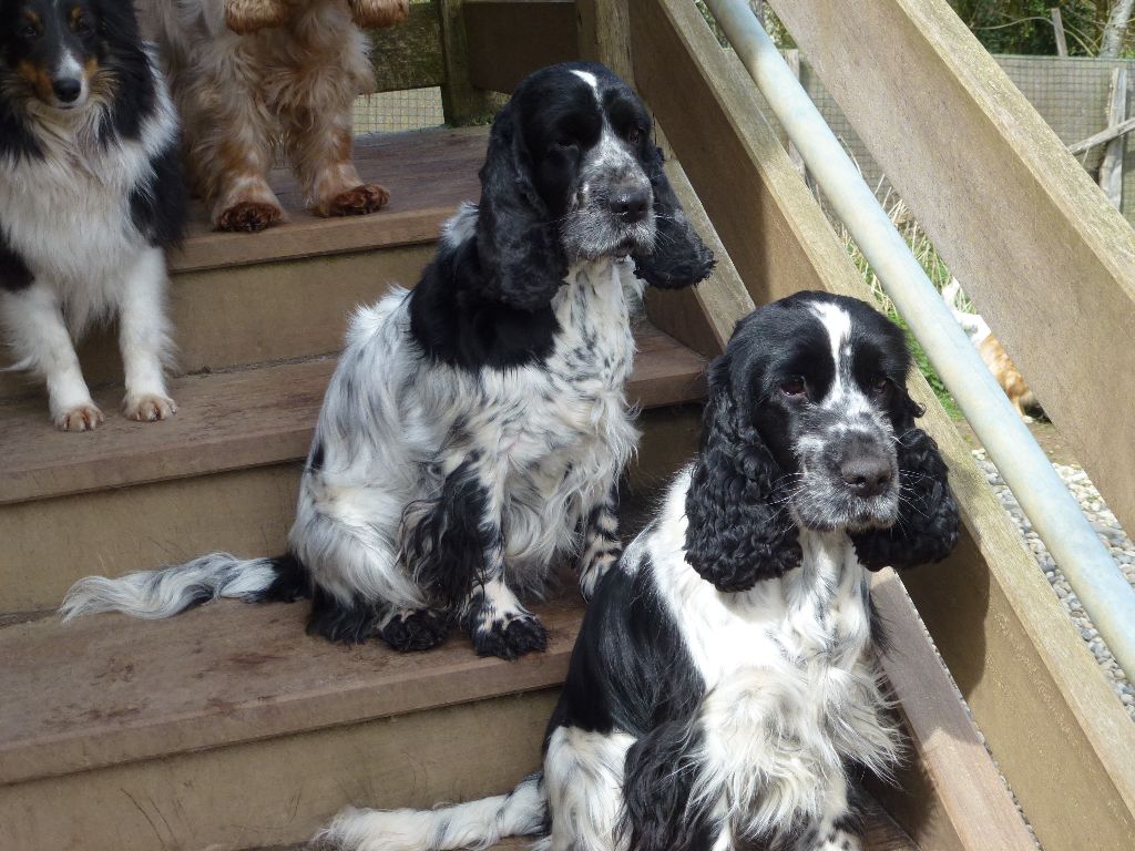 Hysope Du taillis du houx