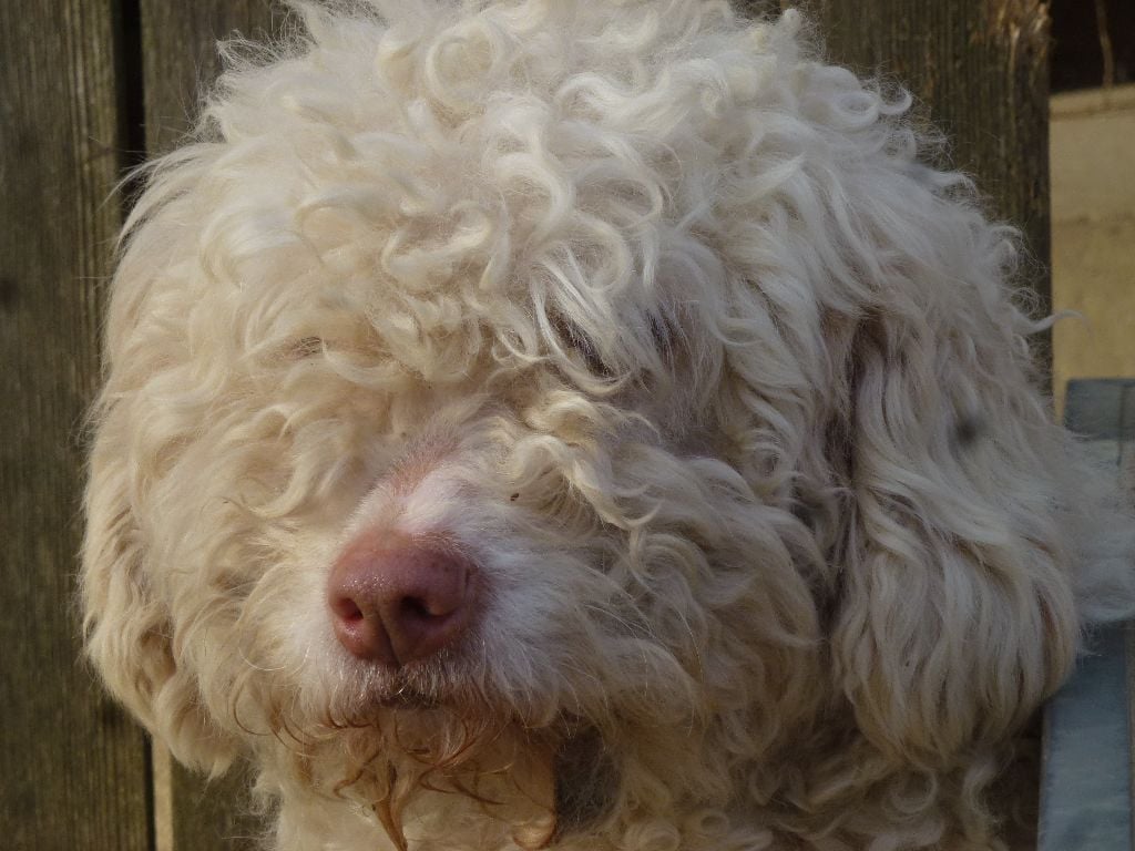 Publication : Du taillis du houx