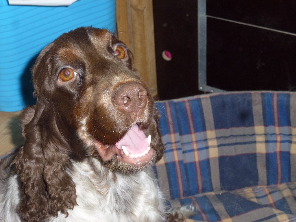 Merlette Du taillis du houx