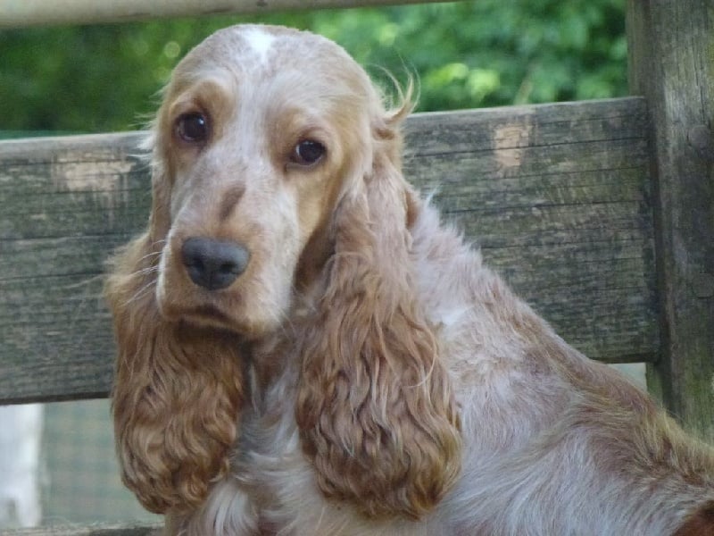 Iva oa dite hoé Du taillis du houx