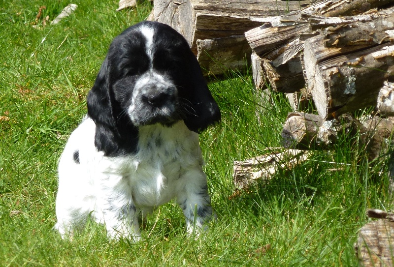 Hysope Du taillis du houx