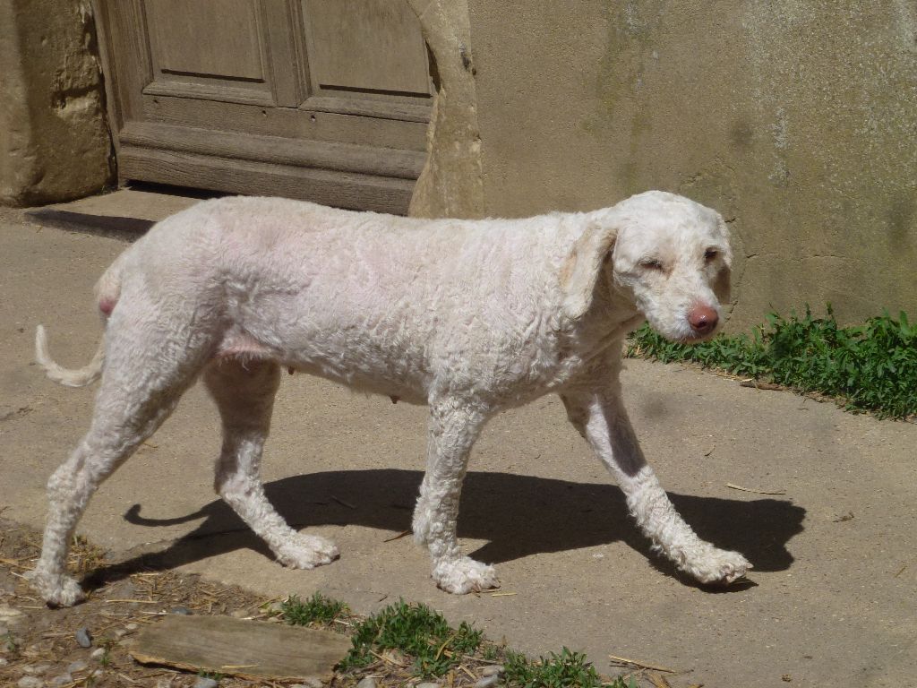 Publication : Du taillis du houx