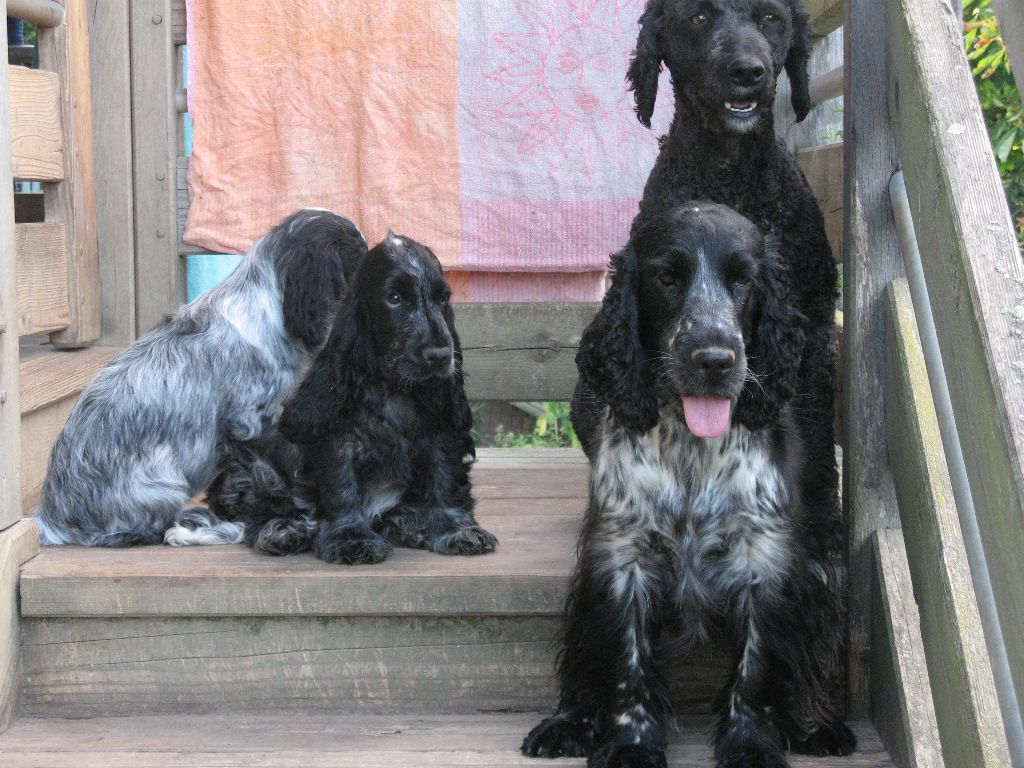 Dahlia Du taillis du houx