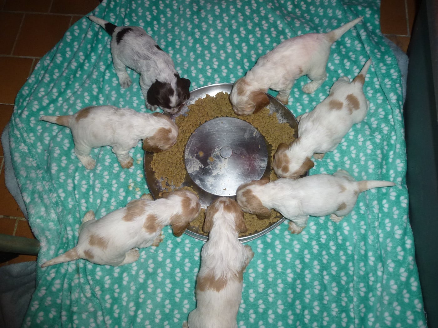 Cocker Spaniel Anglais - Du taillis du houx