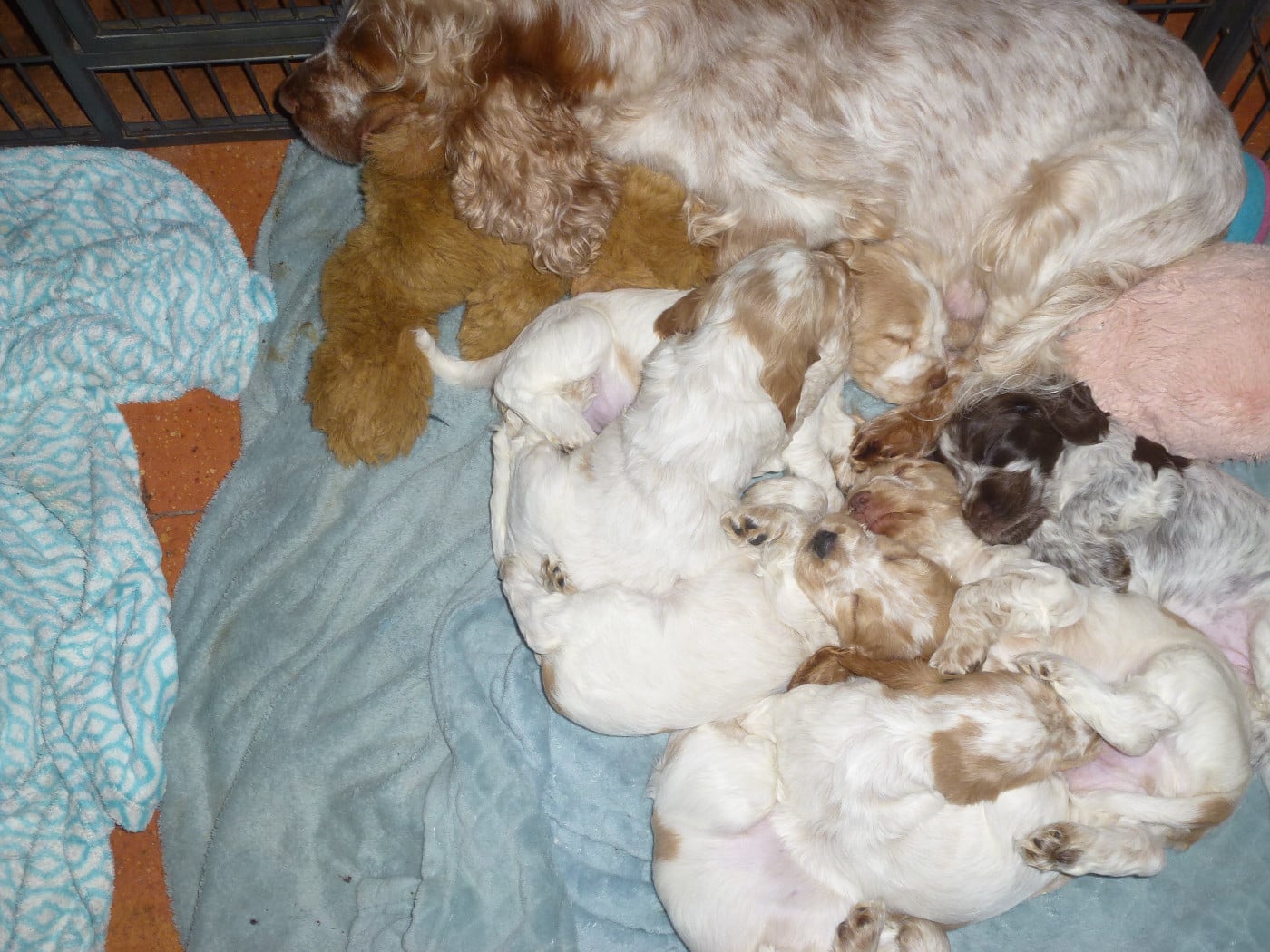 Cocker Spaniel Anglais - Du taillis du houx
