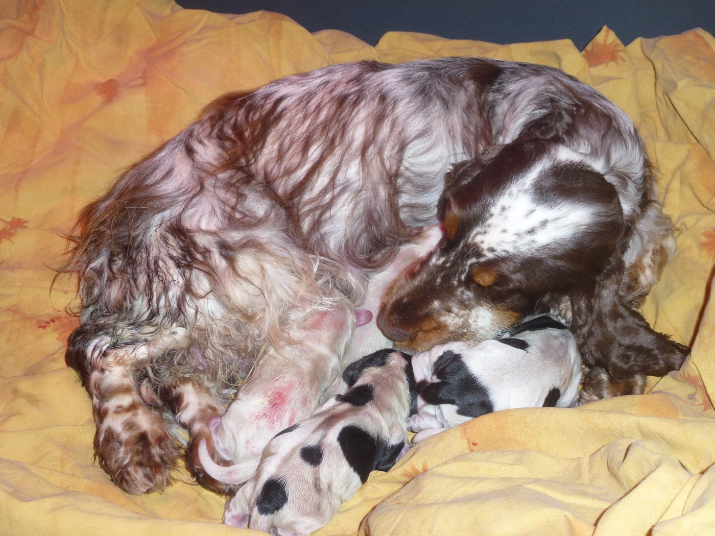 CHIOT 2 - Cocker Spaniel Anglais