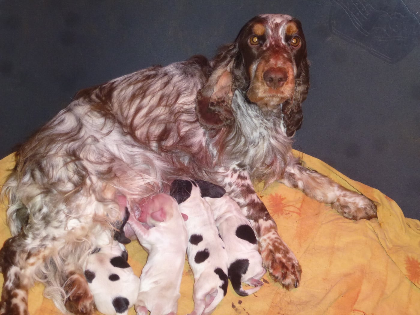 CHIOT 3 - Cocker Spaniel Anglais