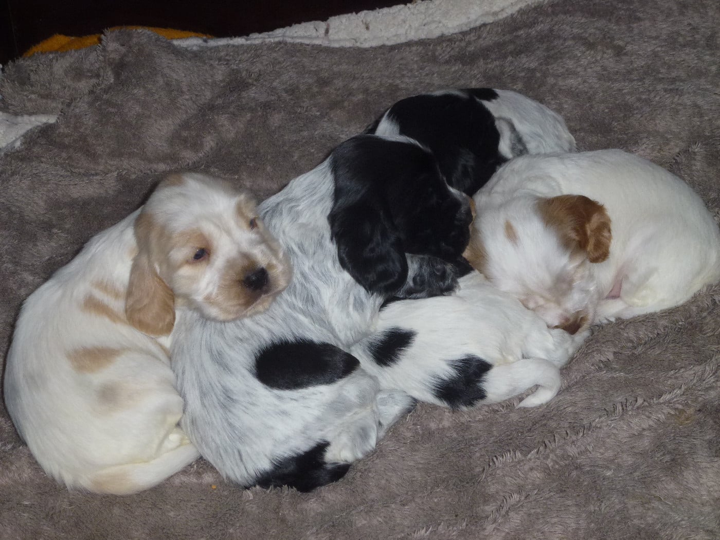 Cocker Spaniel Anglais - Du taillis du houx