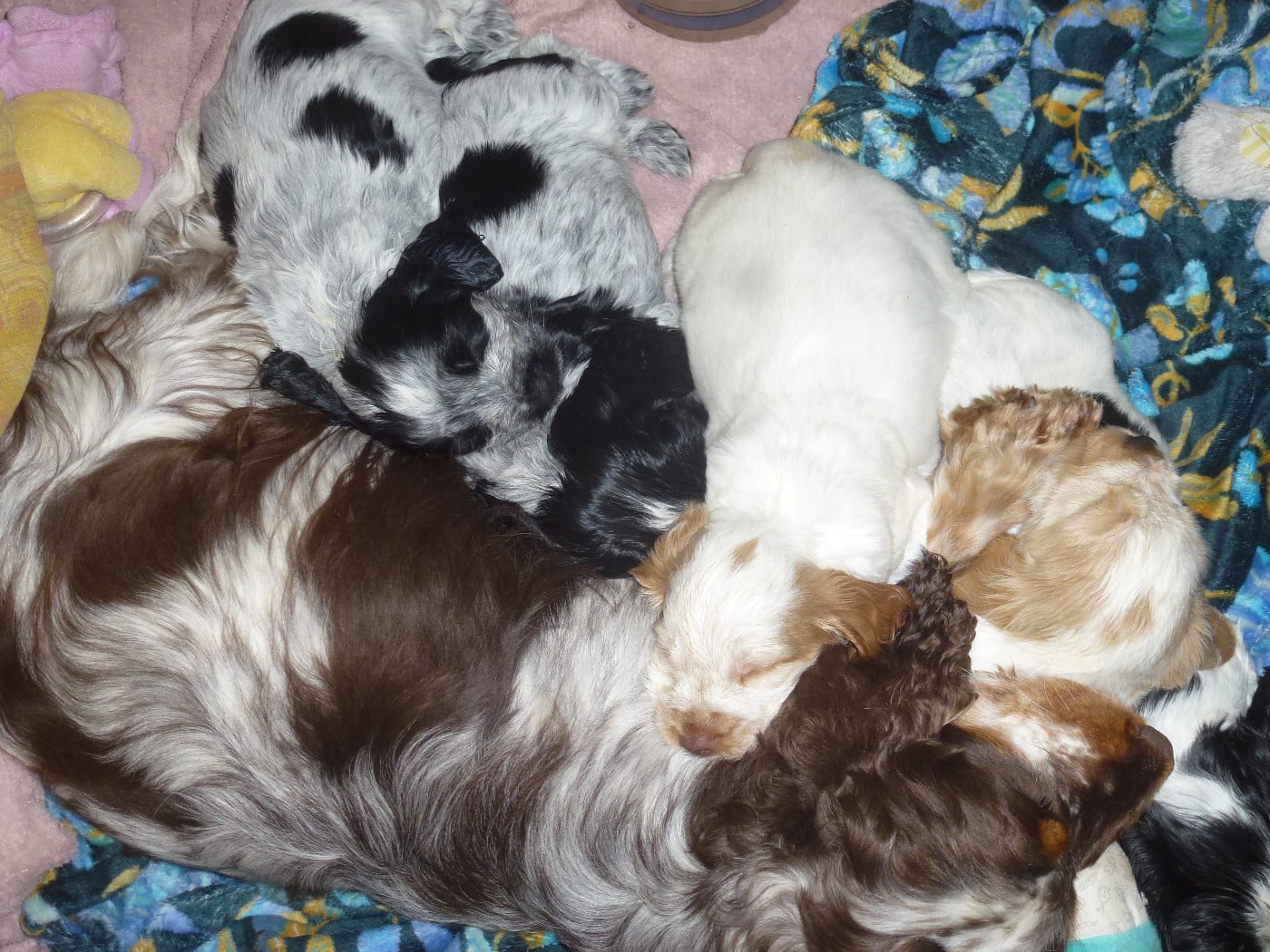 Cocker Spaniel Anglais - Du taillis du houx