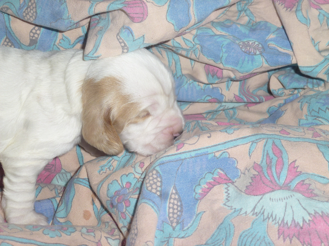 Chiot N°4