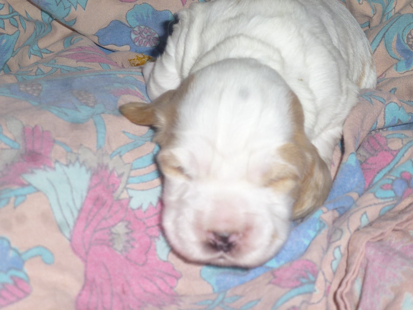 Chiot N°4