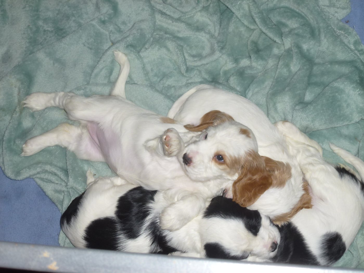 Cocker Spaniel Anglais - Du taillis du houx